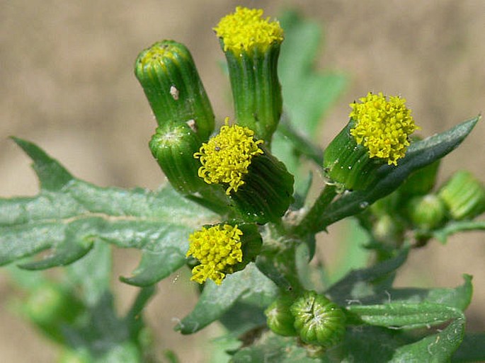 SENECIO VULGARIS L. – starček obecný / starček obyčajný