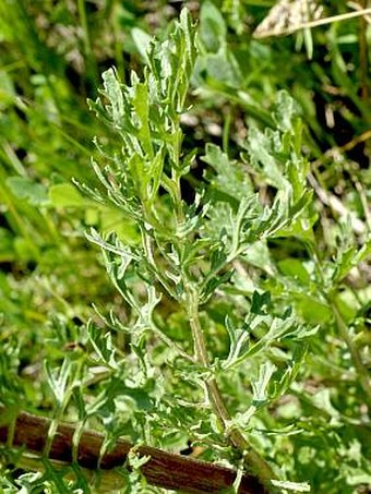 Senecio jacobaea