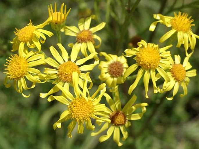 SENECIO JACOBAEA L. – starček přímětník / starček Jakubov