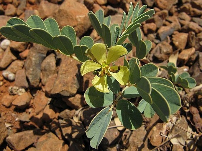 SENNA HOLOSERICEA (Fresen.) Greuter