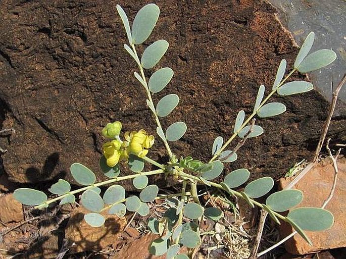 Senna holosericea