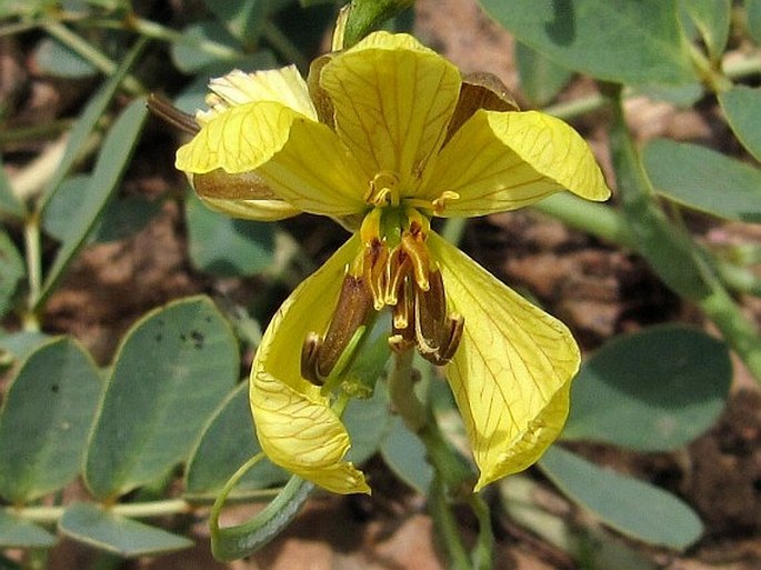 Senna holosericea