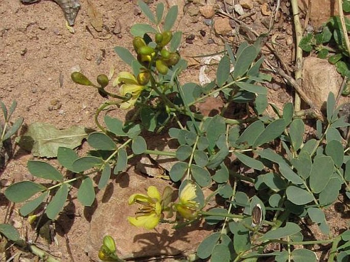 Senna holosericea