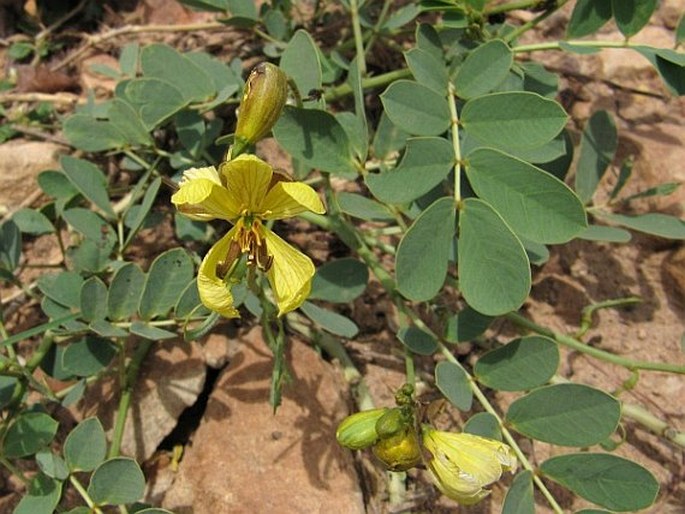 Senna holosericea