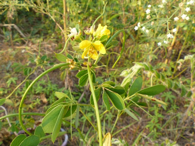 SENNA OBTUSIFOLIA (L.) H. S. Irwin et Barneby