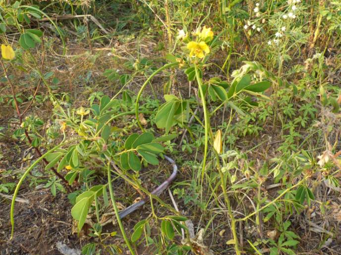 Senna obtusifolia