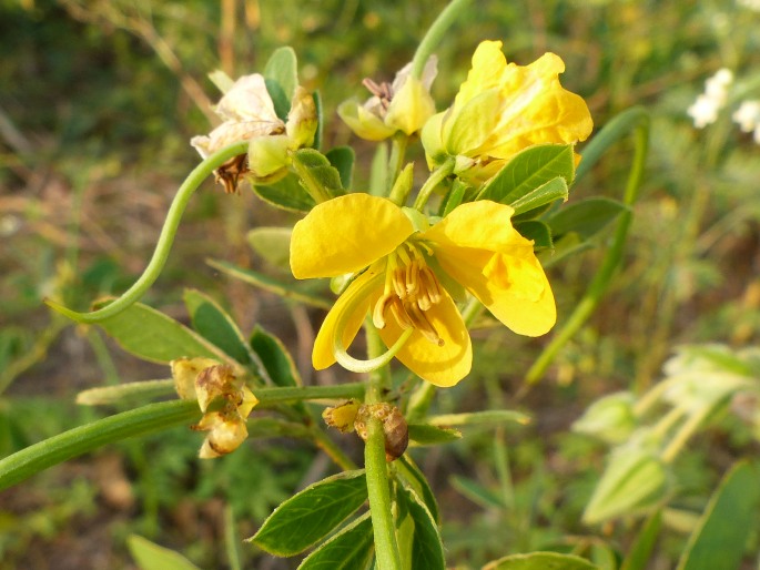 Senna obtusifolia