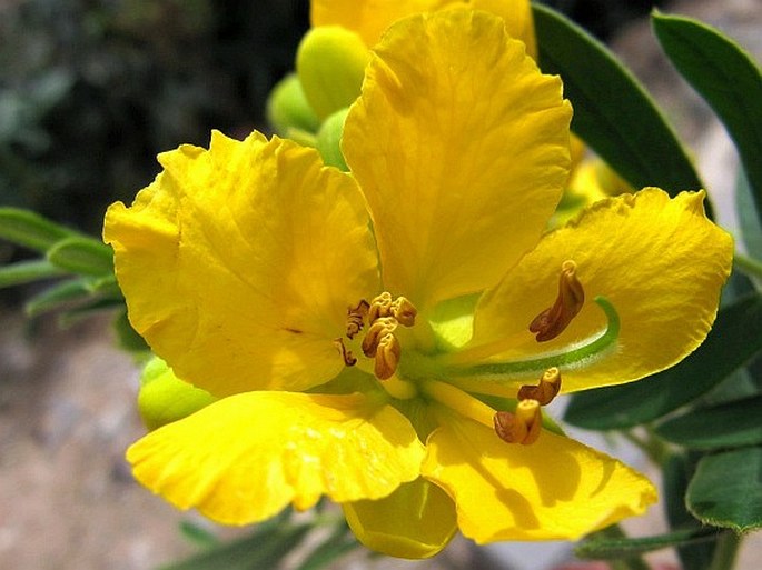 Senna sophera