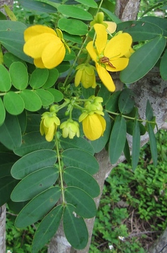 Senna surattensis