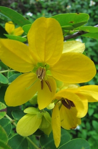 Senna surattensis