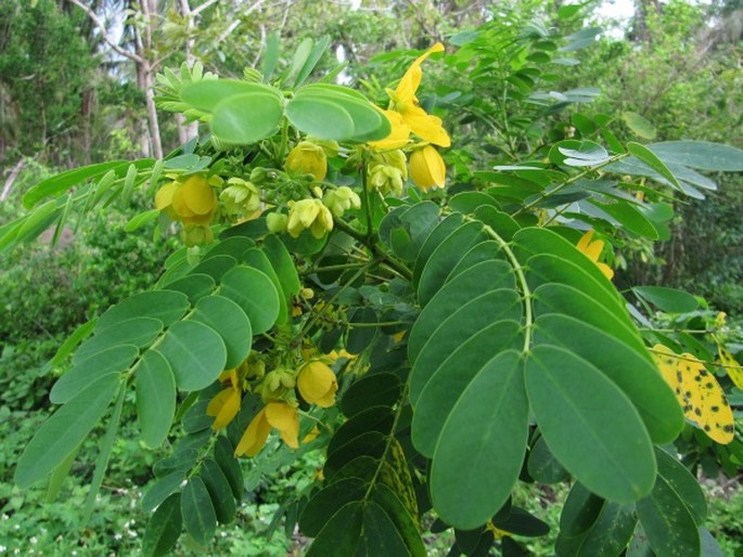 Senna surattensis