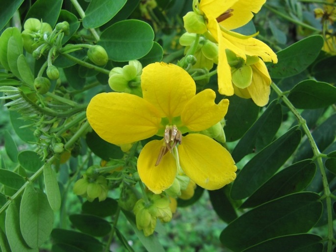 Senna surattensis