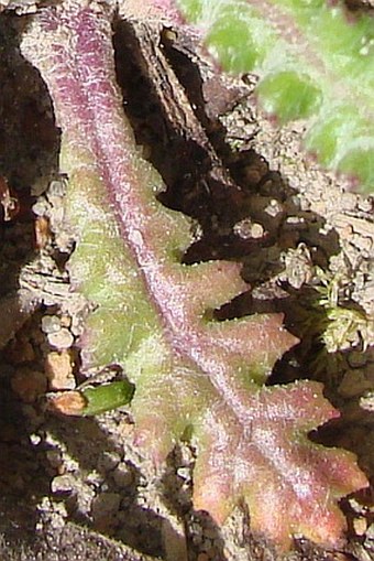 Senecio vernalis