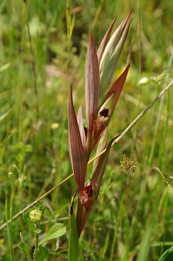 Serapias vomeracea