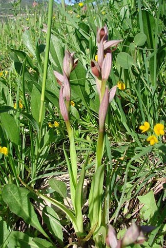 Serapias parviflora