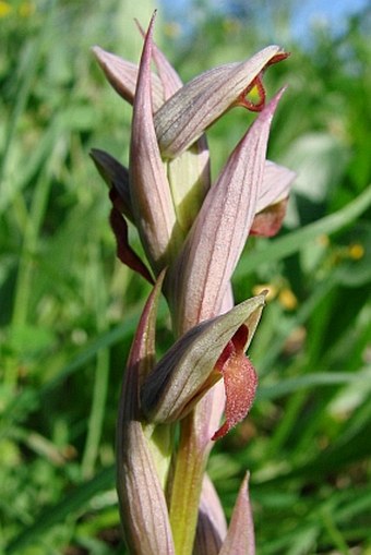 Serapias parviflora