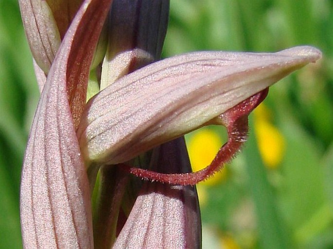 Serapias parviflora