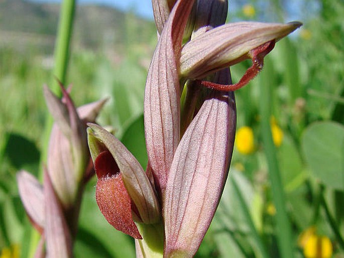 SERAPIAS PARVIFLORA Parl. – sehnutka