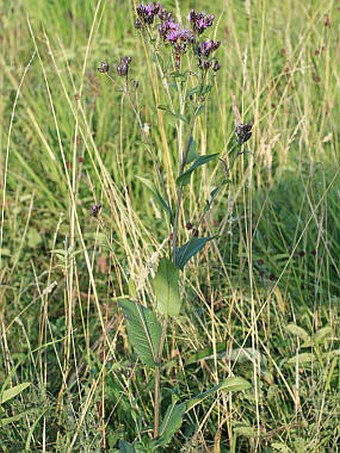 Serratula tinctoria