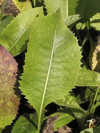 Klasea lycopifolia