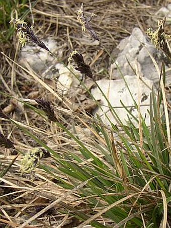 Sesleria caerulea