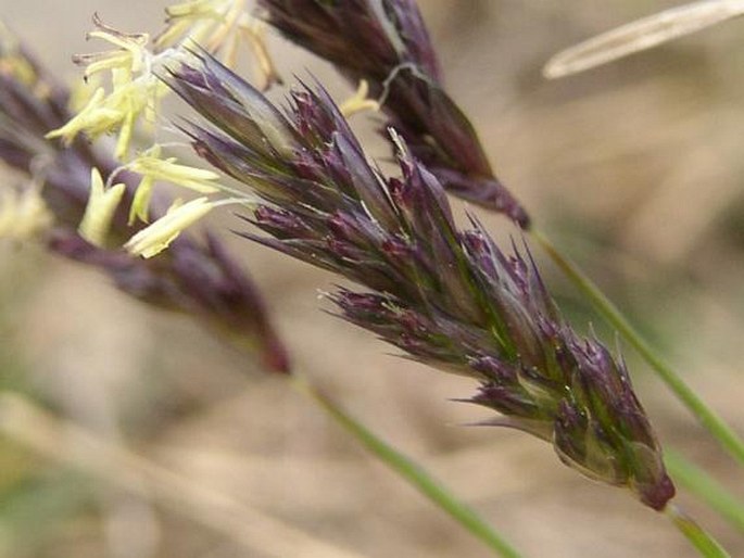 Sesleria caerulea