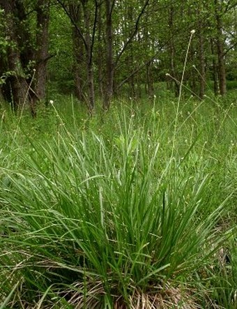 Sesleria uliginosa