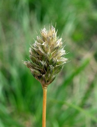 Sesleria uliginosa