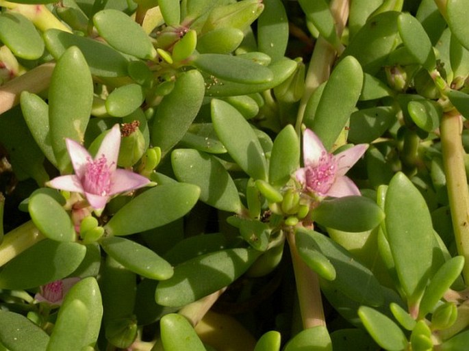 SESUVIUM PORTULACASTRUM (L.) L. – tlustobýl