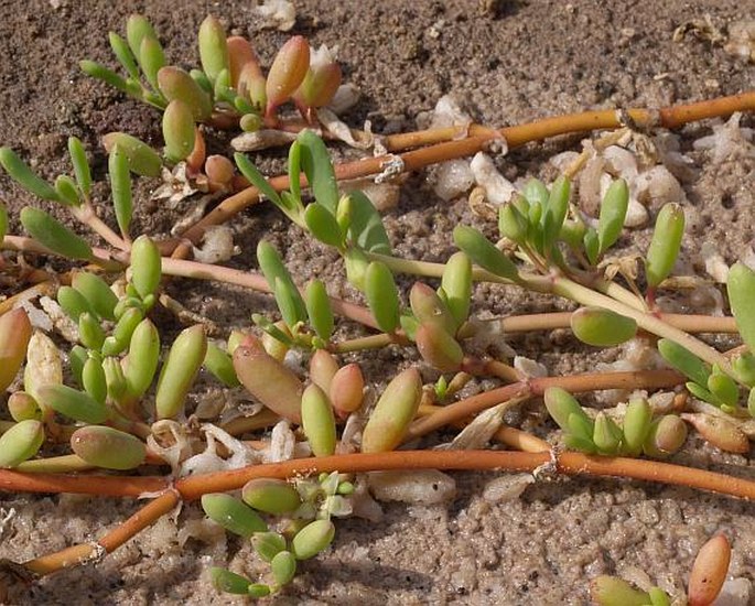 Sesuvium portulacastrum