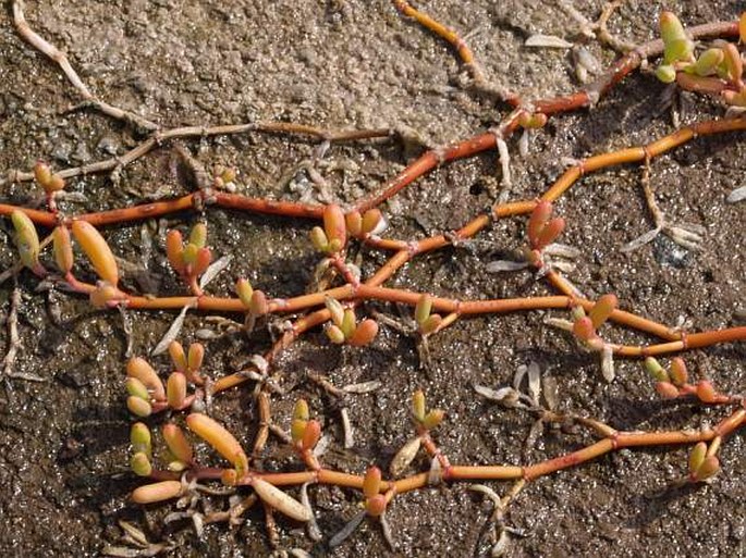 Sesuvium portulacastrum