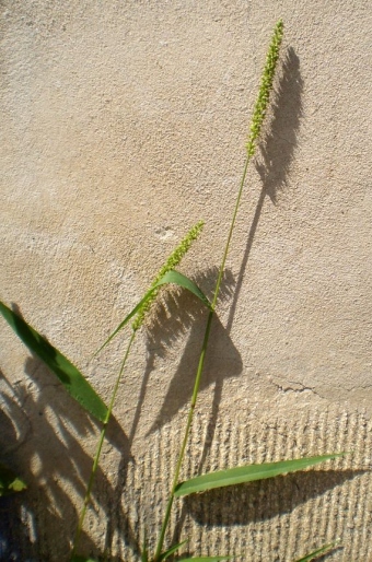 Setaria verticillata