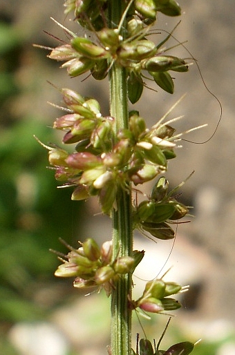 Setaria verticillata