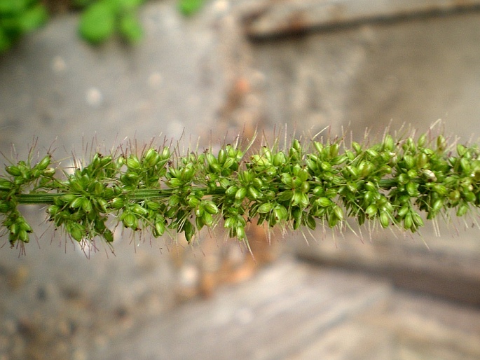 SETARIA VERTICILLATA (L.) P. B. – bér přeslenitý / mohár praslenatý