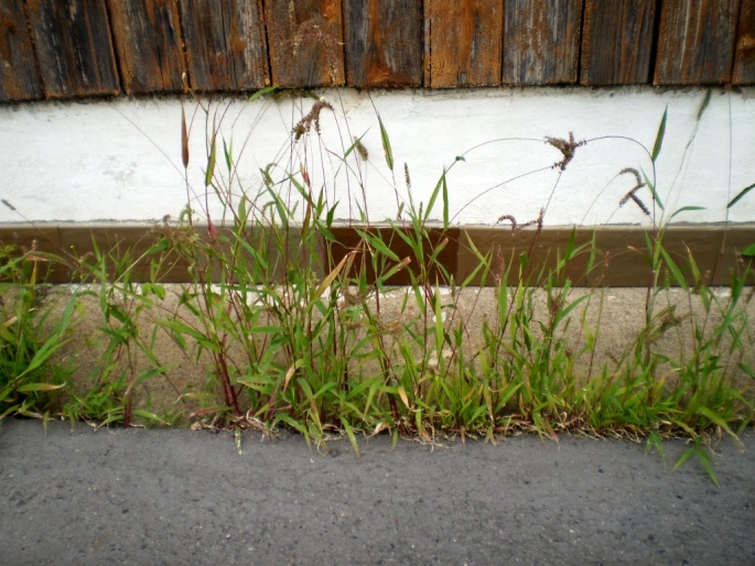 Setaria verticillata