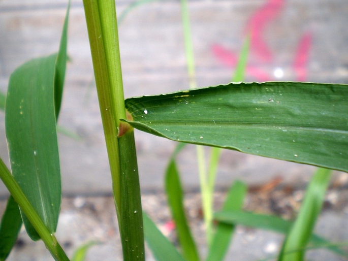 Setaria verticillata