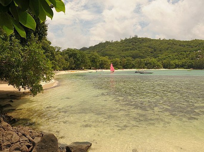 Mahé: Port Launay – pobřežní lemy s Calophyllum inophyllum