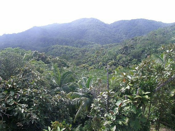 Praslin: NP Vallée de Mai, výhled na palmový prales