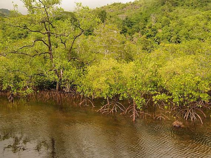 Mahé: Port Launay – mangrove