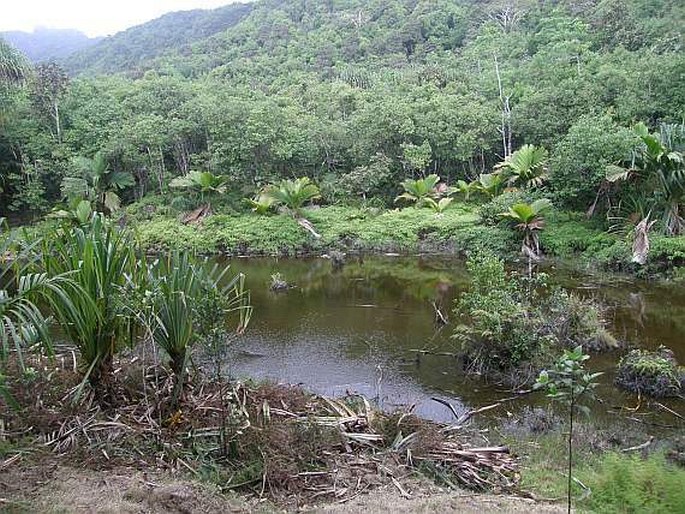 Mahé, NP Morne Seychellois, mokřad Mare aux Cochons