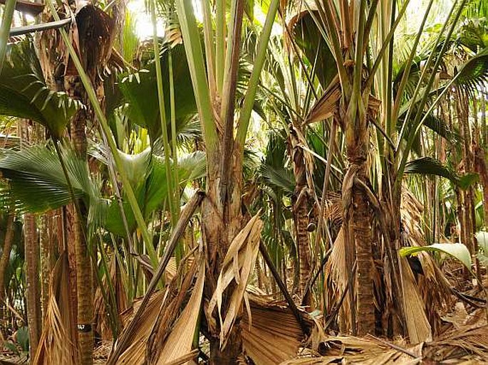 Praslin: NP Vallée de Mai - interiér palmového pralesa