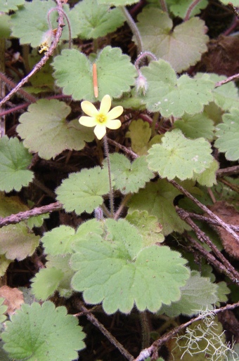 Sibthorpia peregrina