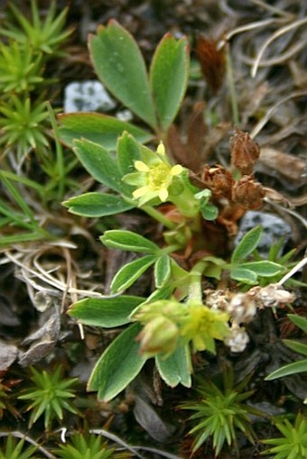 Sibbaldia procumbens