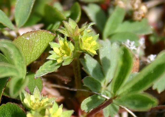 Sibbaldia procumbens