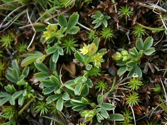 Sibbaldia procumbens