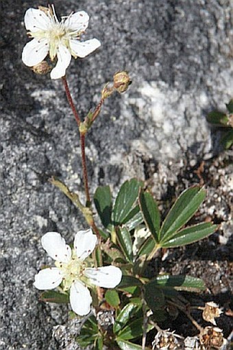 Sibbaldiopsis tridentata
