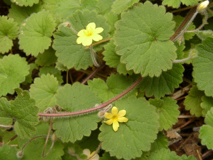 SIBTHORPIA PEREGRINA L.