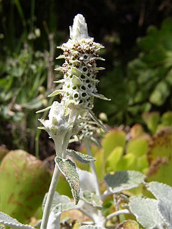 Sideritis macrostachys