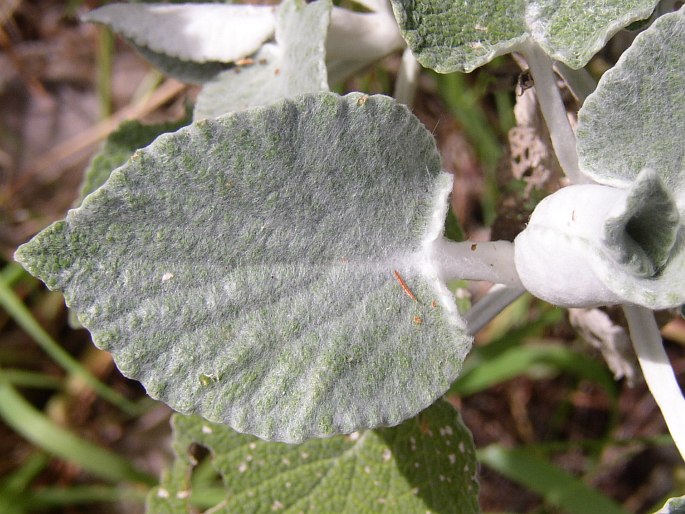 Sideritis macrostachys