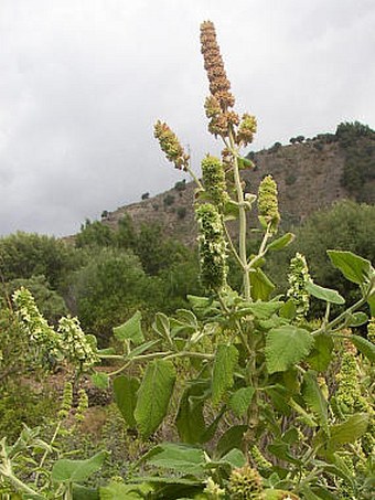 Sideritis discolor